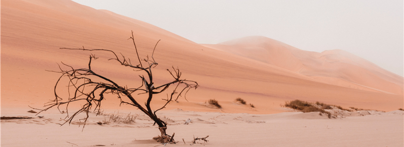 desert landscape - with rooted tree