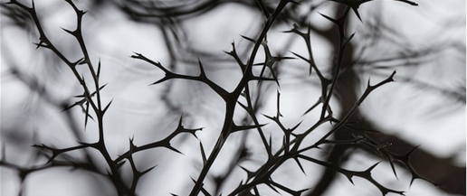 thorn branches