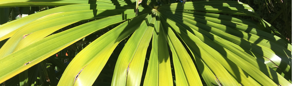 close up of palm leaf