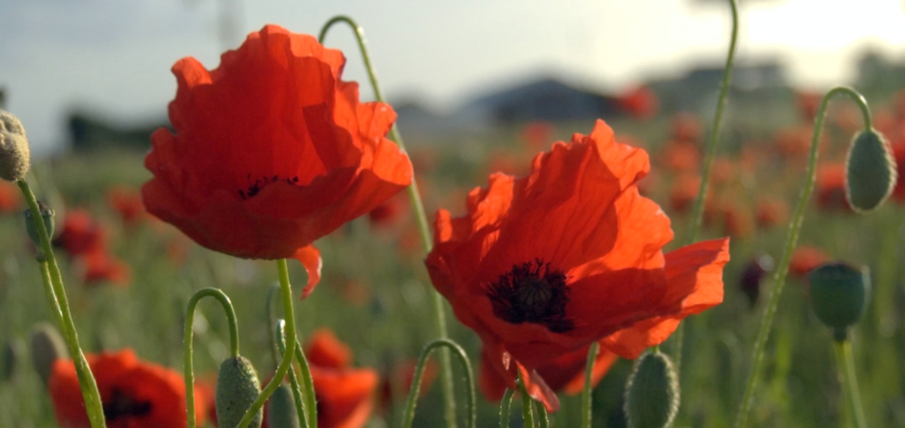 remembrance poppies in field